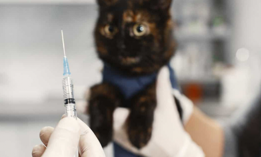 szczepienie kotów