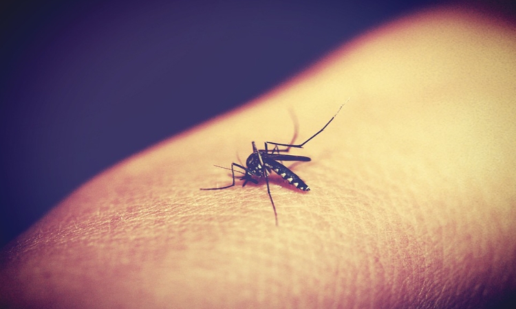 Skuteczne środki przeciw komarom – co wybrać?