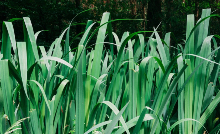 Miskant olbrzymi - zachwycająca trawa do ogrodów